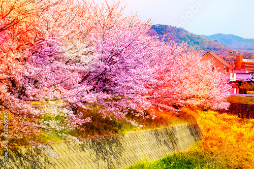 美しく満開に咲き誇る沢山の桜と石壁と空をカラフルに表現する