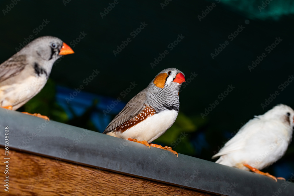 Fototapeta premium Beautiful bird, Zebra Finch (Taeniopygia guttata) perching on a branch