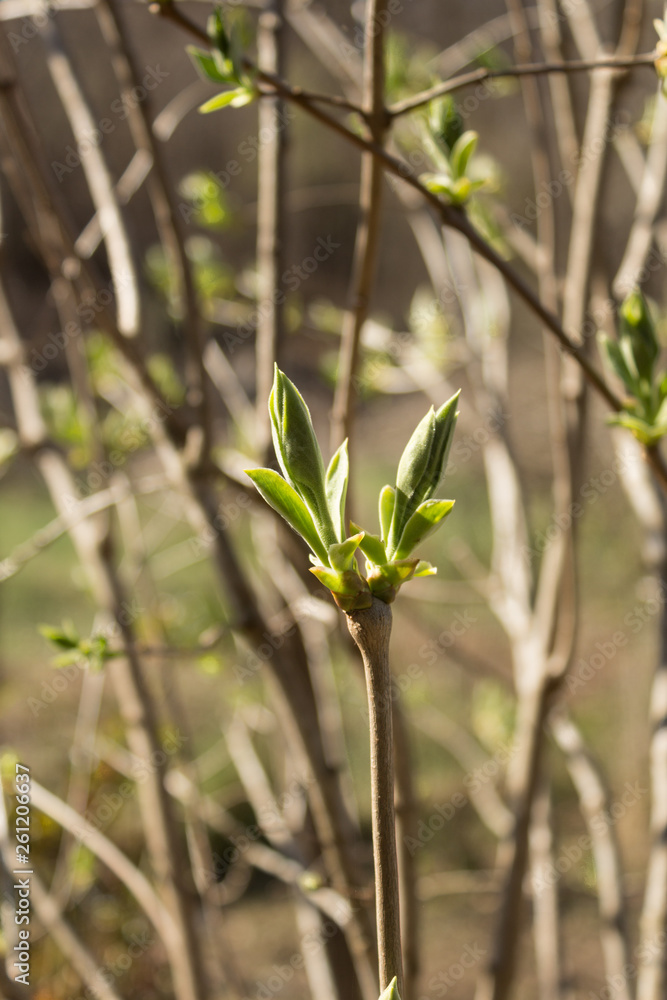 custom made wallpaper toronto digitalLilac Flower Buds Sprouting in the beginning of Spring. Close up.