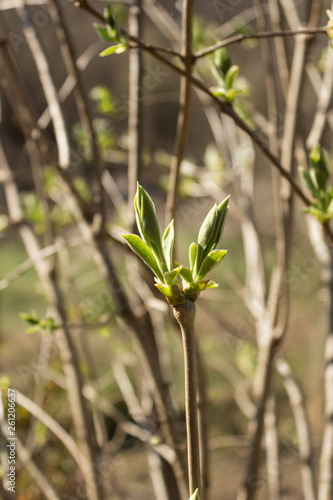 Wallpaper Mural Lilac Flower Buds Sprouting in the beginning of Spring. Close up. Torontodigital.ca