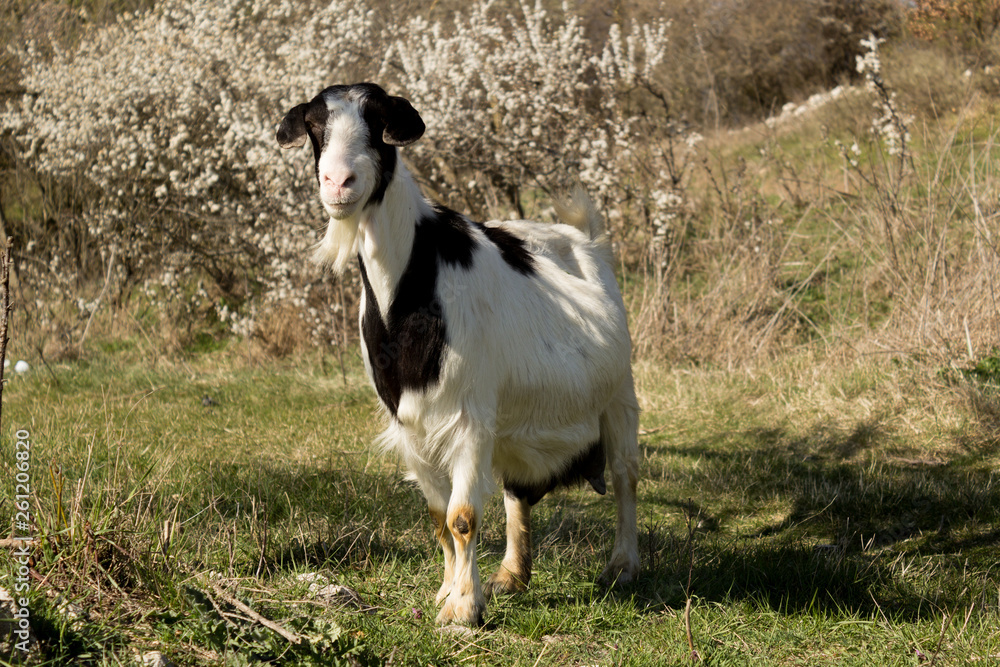 Portrait of lovely pregnant goat grazing on green spring meadow field at village countryside.