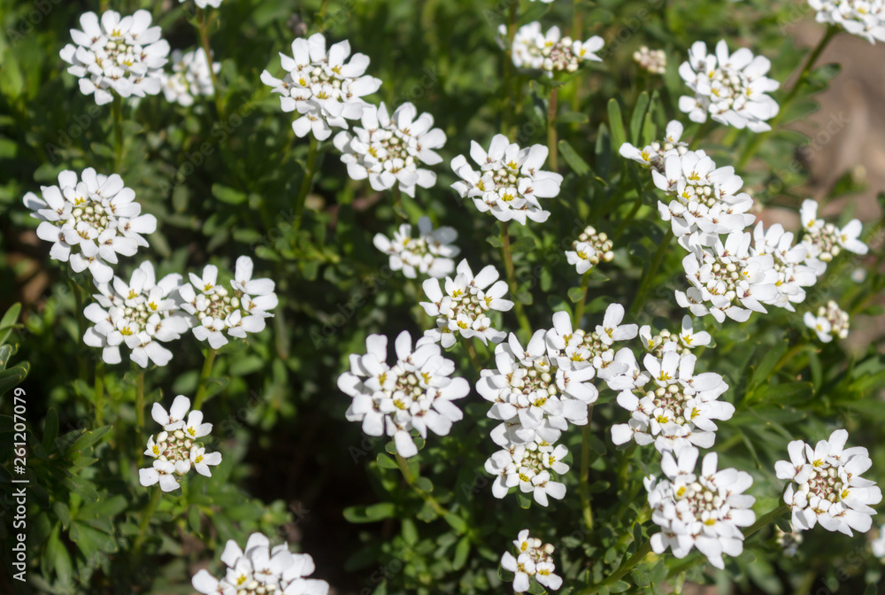 White Candytuft flower (Iberis sempervirens) - close up showing stamens with pollen and some unopened buds. Green foliage background. White Candytuft flower (Iberis sempervirens) - close up showing stamens with pollen and some unopened buds. Green foliage background.