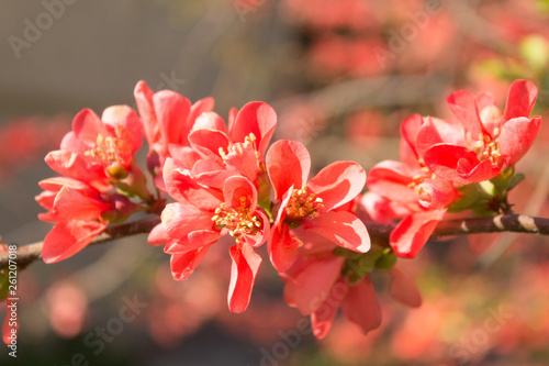 Red flowers of blooming Japanese quince at spring season. © Valentina