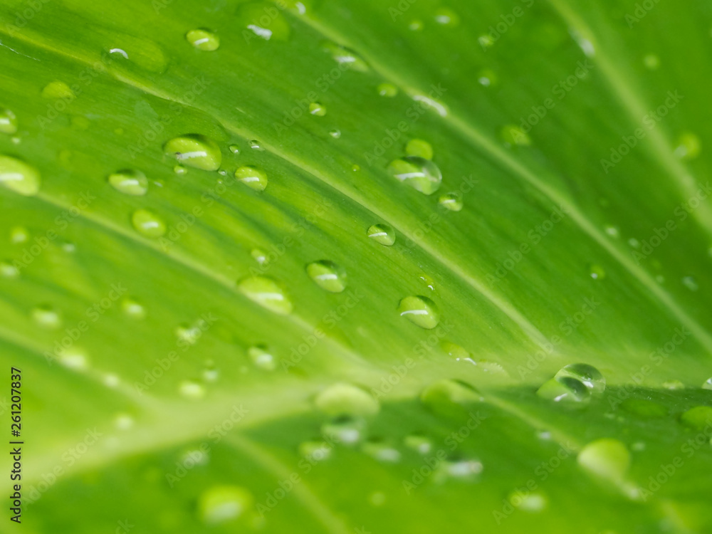 water drops on leaf water drops on leaf
