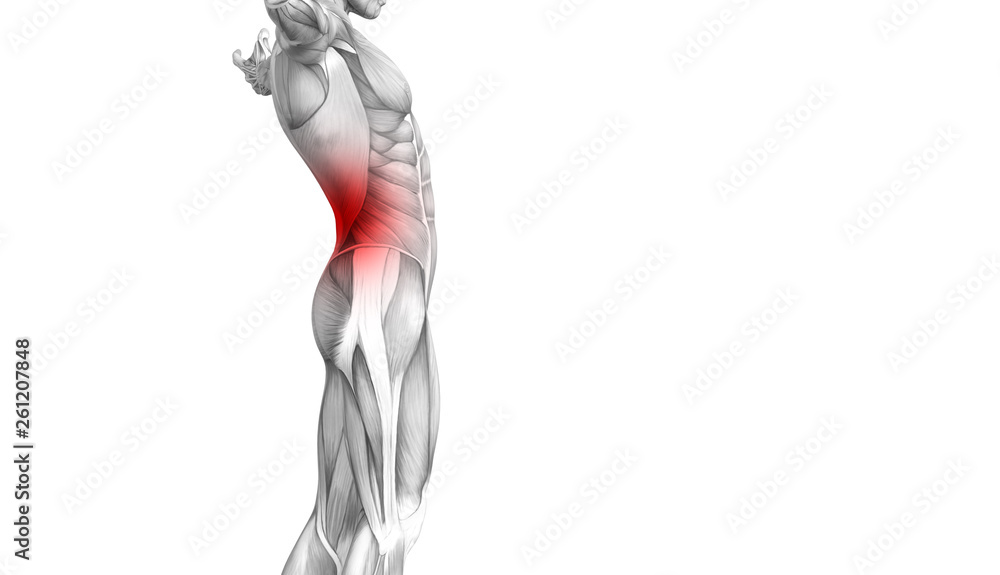 Conceptual back human anatomy with red hot spot inflammation articular joint pain or spine health care therapy or sport muscle concepts. 3D illustration man arthritis or bone sore osteoporosis disease Conceptual back human anatomy with red hot spot inflammation articular joint pain or spine health care therapy or sport muscle concepts. 3D illustration man arthritis or bone sore osteoporosis disease