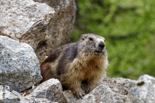 Marmottes de Cauterets