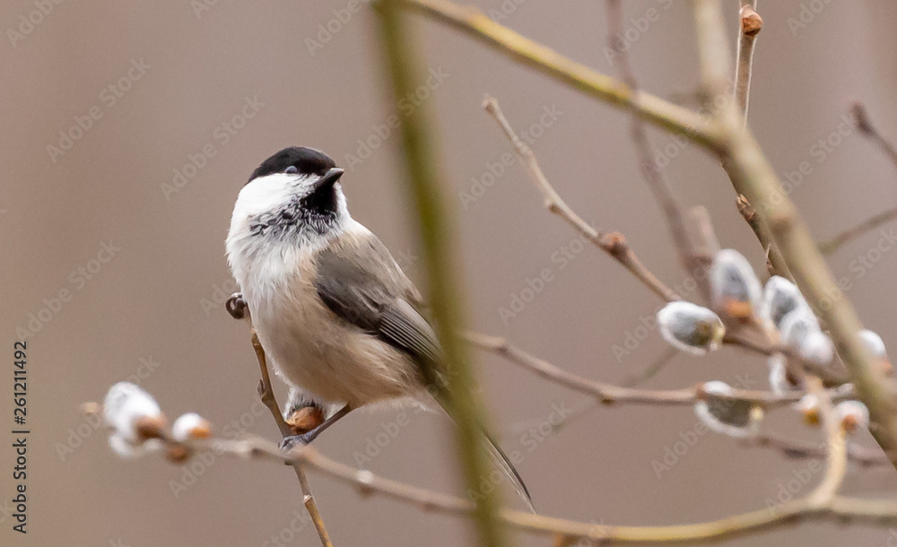 Obraz premium Marsh tit