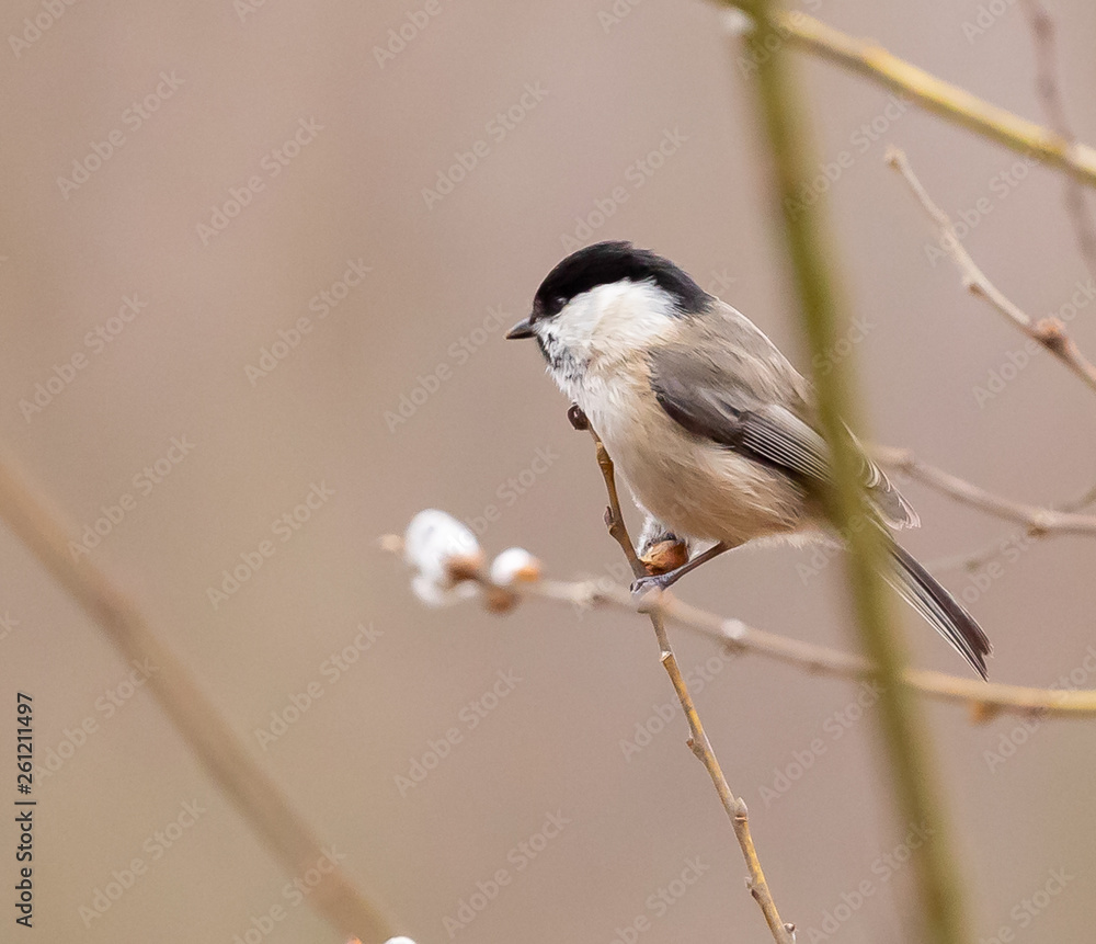 Obraz premium Marsh tit