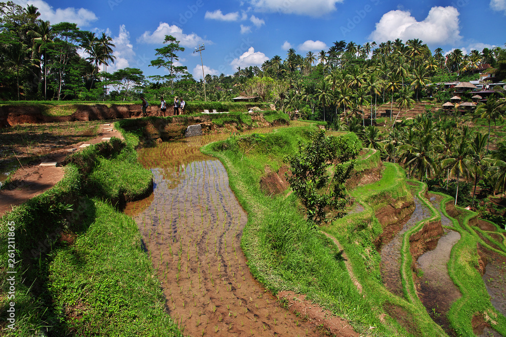 rice terraces, Bali, Indonesia