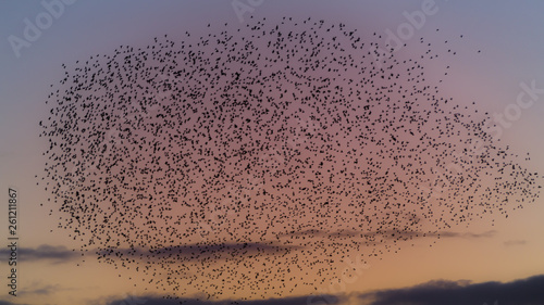 Winter murmuration of starlings 