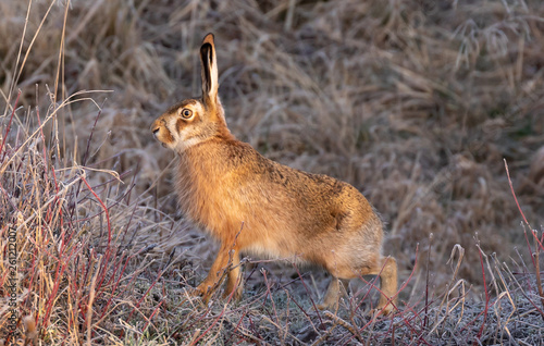 Foto European Hare or Brown Hare