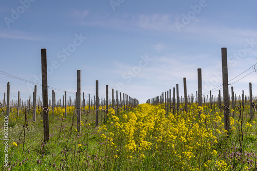 old vineyard in early spring