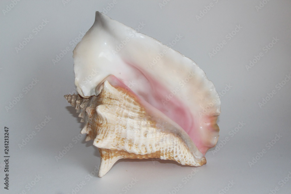 Shell of queen conch, also known as the Lobatus gigas or Strombus gigas, on the gray background. It's a species of large edible sea snail. Sea life, vacation and souvenir concept. Shell of queen conch, also known as the Lobatus gigas or Strombus gigas, on the gray background. It's a species of large edible sea snail. Sea life, vacation and souvenir concept.