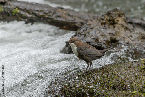 Wasseramsel photo