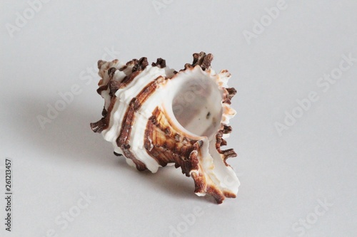 Shell of endive murex, also known as the Hexaplex cichoreum or rock snail, on the gray background. It's a medium-sized species of sea snail. Sea life, vacation and souvenir concept. photo