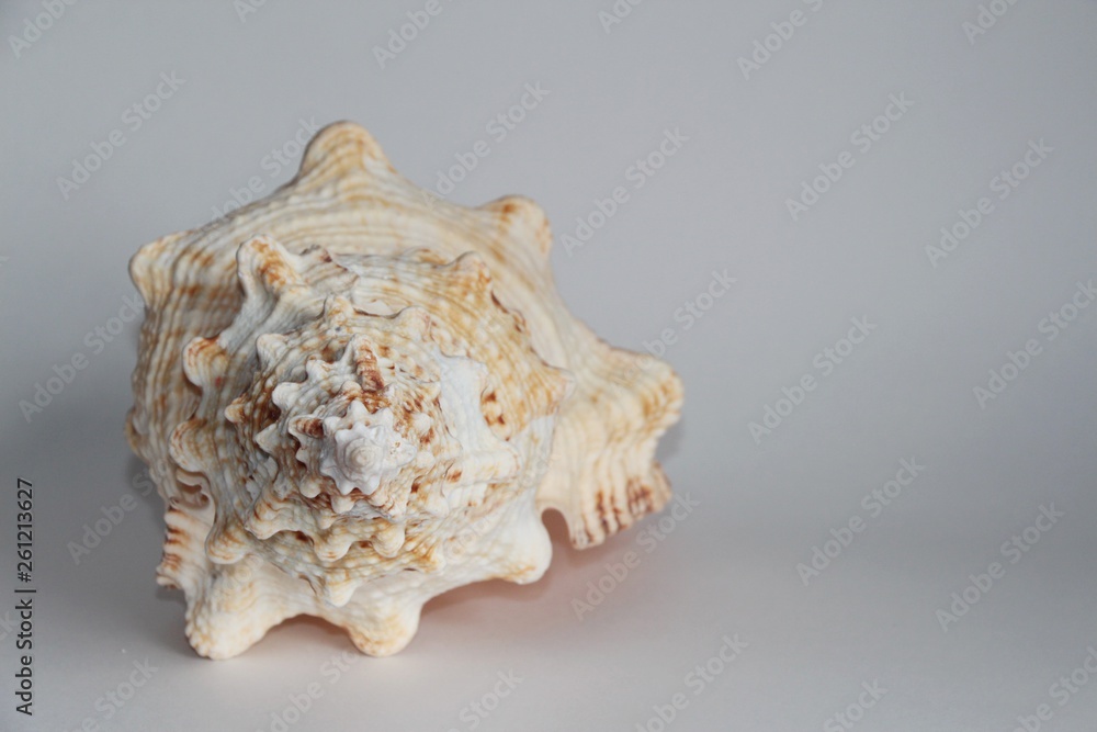 Shell of Tutufa bubo, also known as the giant frog snail or giant frog shell, on the gray background. Tutufa bubo is a species of extremely large sea snail. Sea life, vacation and souvenir concept. Shell of Tutufa bubo, also known as the giant frog snail or giant frog shell, on the gray background. Tutufa bubo is a species of extremely large sea snail. Sea life, vacation and souvenir concept.