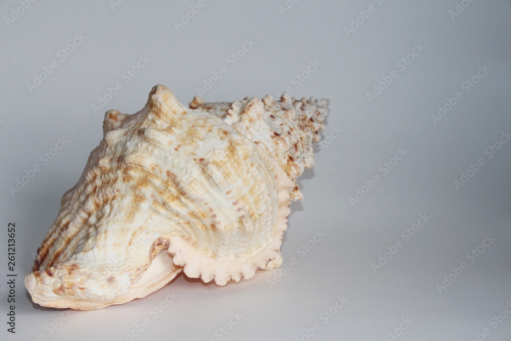 Shell of Tutufa bubo, also known as the giant frog snail or giant frog shell, on the gray background. Tutufa bubo is a species of extremely large sea snail. Sea life, vacation and souvenir concept. Shell of Tutufa bubo, also known as the giant frog snail or giant frog shell, on the gray background. Tutufa bubo is a species of extremely large sea snail. Sea life, vacation and souvenir concept.