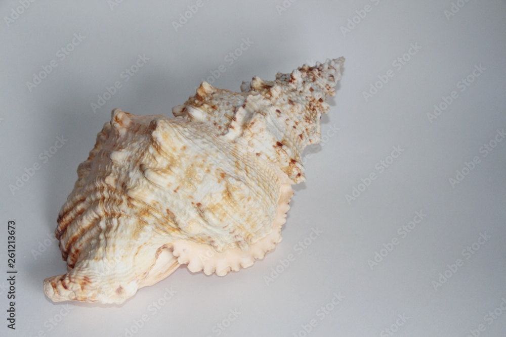 Shell of Tutufa bubo, also known as the giant frog snail or giant frog ...