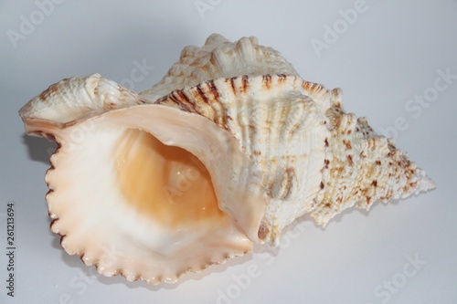 Shell of Tutufa bubo, also known as the giant frog snail or giant frog shell, on the gray background. Tutufa bubo is a species of extremely large sea snail. Sea life, vacation and souvenir concept.