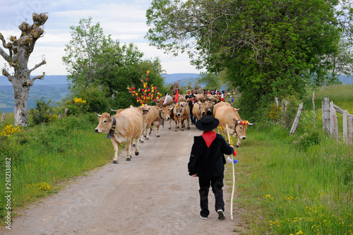 Transhumance des troupeaux sur l'Aubrac
