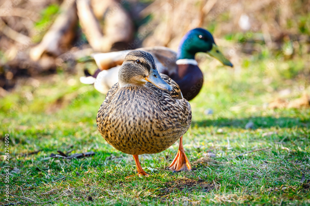 A female duck stands on the meadow with a male in the background A female duck stands on the meadow with a male in the background