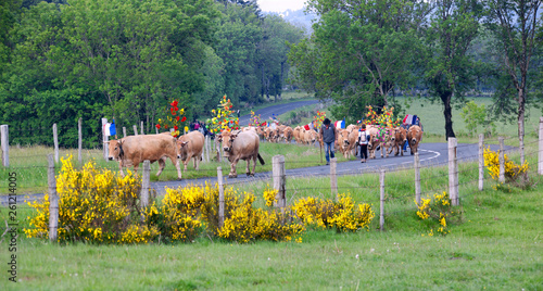 Konstfotografi Transhumance des troupeaux sur l'Aubrac