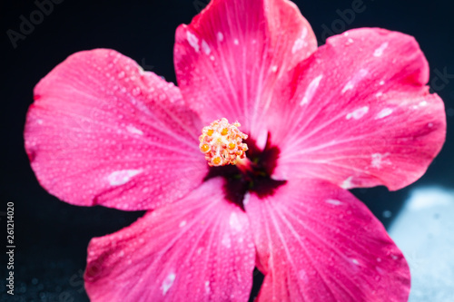 Pink hibiscus flower on black background.