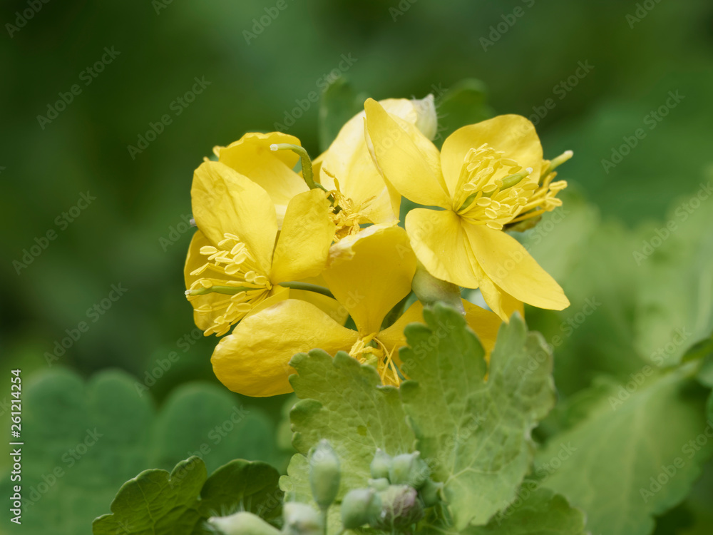 Chelidonium majus - La Grande Chélidoine aux feuilles caulinaires et ...