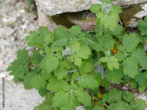 Chelidonium majus - La Grande Chélidoine aux feuilles caulinaires et aux fleurs jaune vif qui appelle le printemps photo