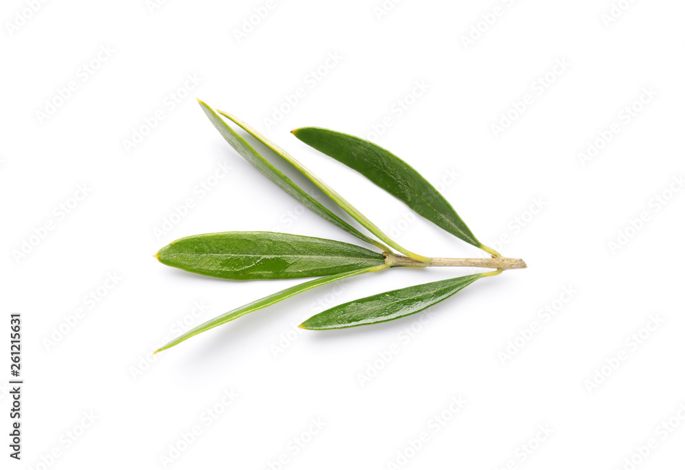 Fresh olive leaves on white background