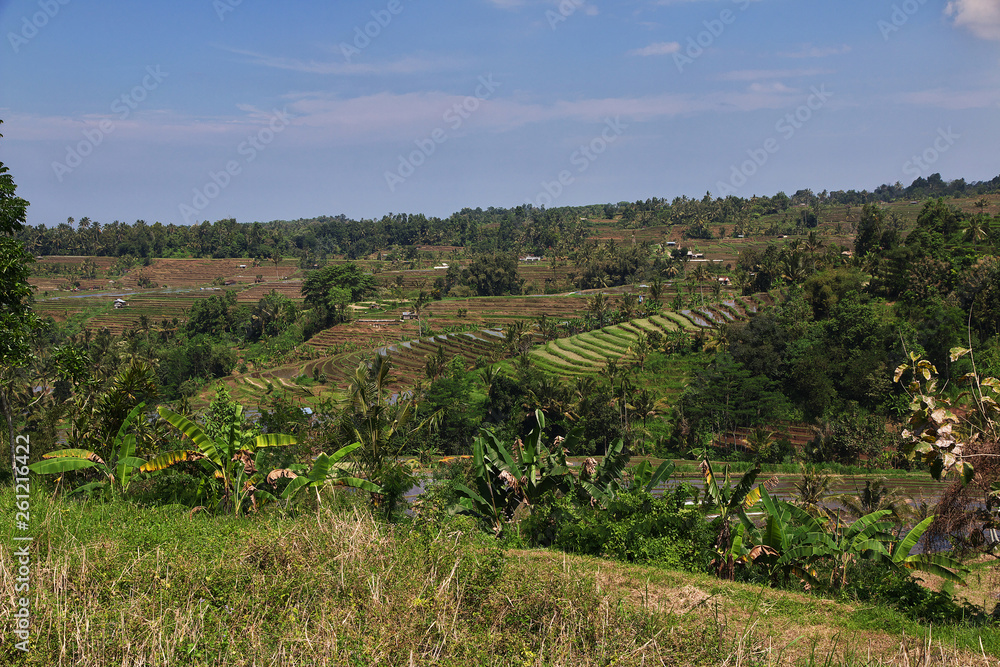 rice terraces, Indonesia