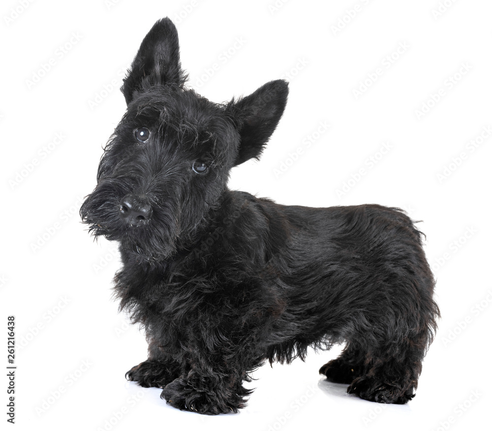 puppy scottish terrier