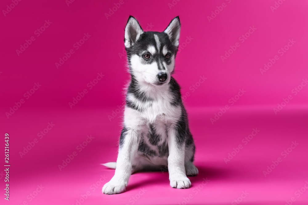 Cute Husky puppy on color background