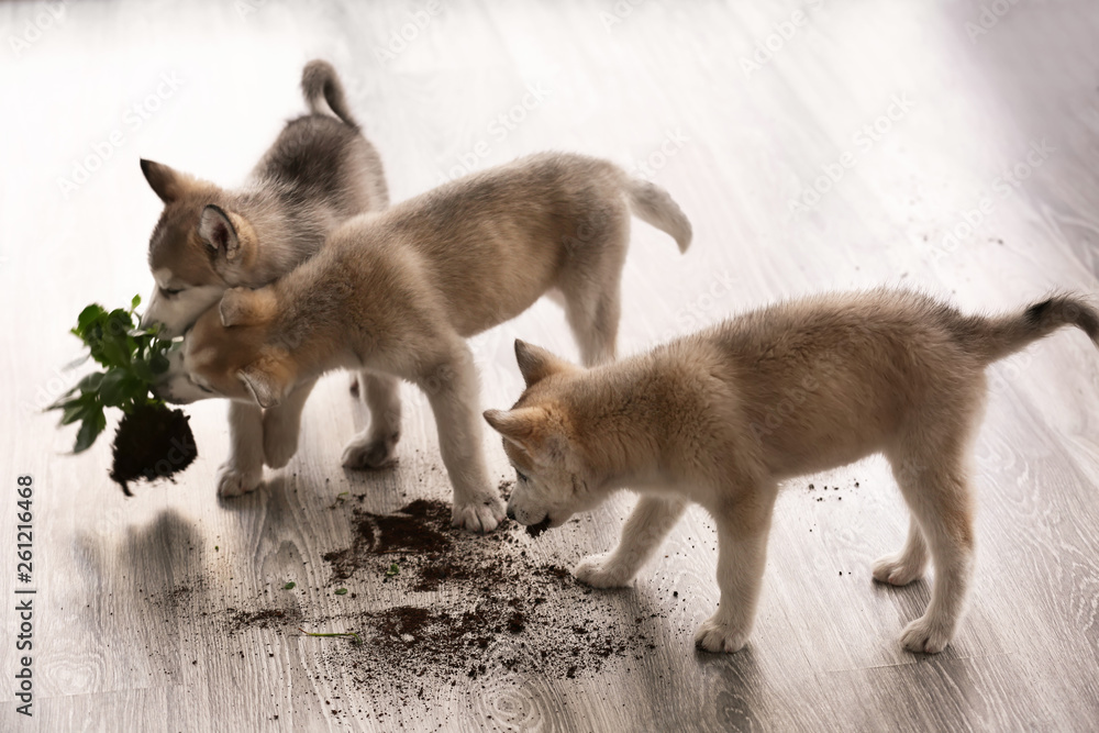 Obraz premium Naughty Husky puppies chewing houseplant at home