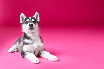 Cute Husky puppy on color background