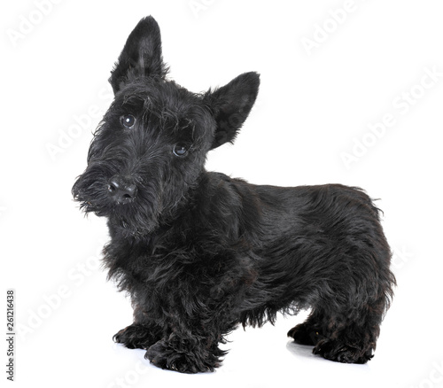 puppy scottish terrier