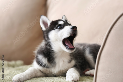 Obraz na płótnie Cute Husky puppy on sofa at home