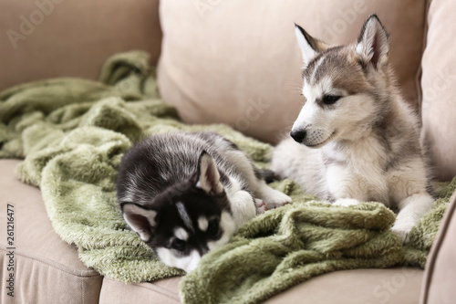 Cute Husky puppies on sofa at home