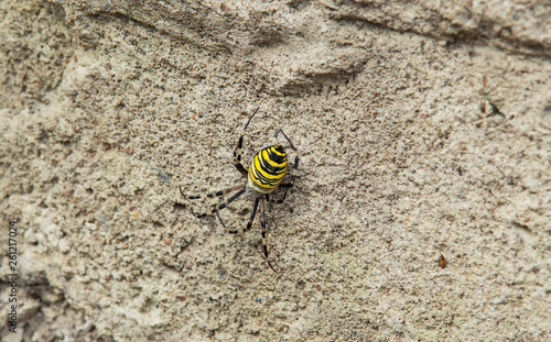 Spider Argiope bruennichi (wasp spider) on the hunt.