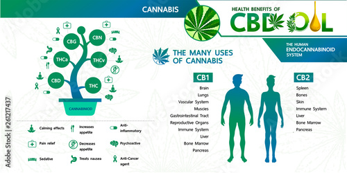 Cannabis benefits for health vector illustration.