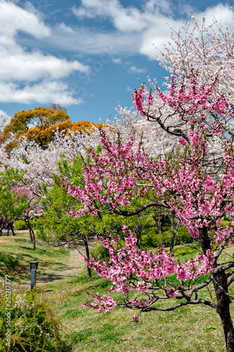 Full blooming of peach tree in Osaka, Japan