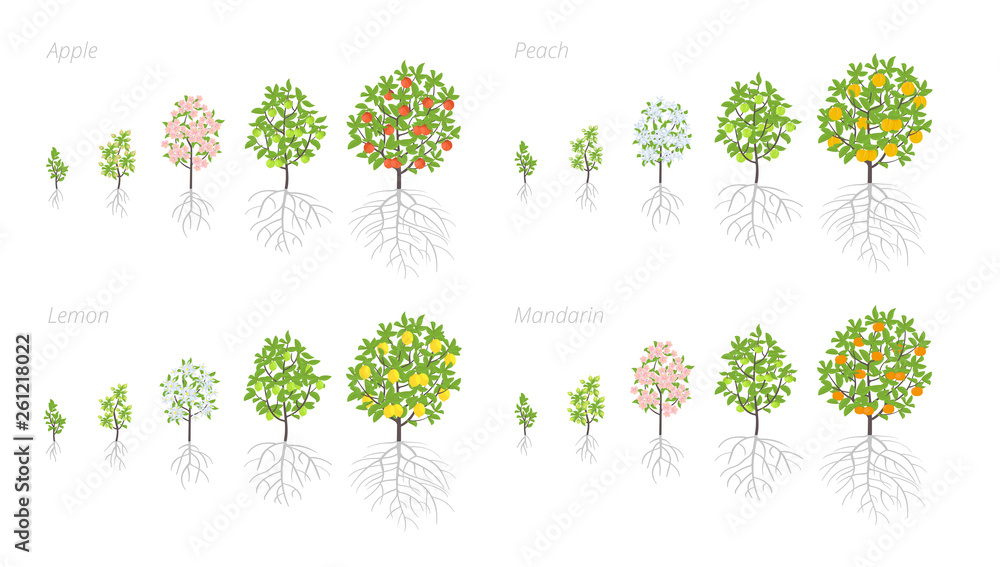 Tree Growth stages. Apple, peach and lemon mandarin increase phases