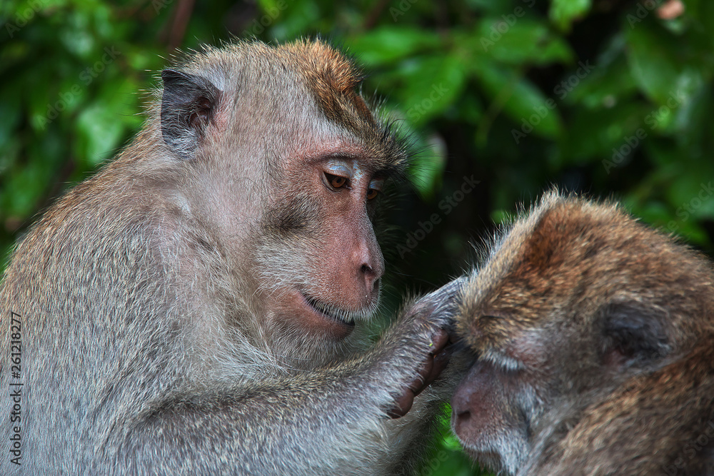 Monkey, Bali, Indonesia Monkey, Bali, Indonesia