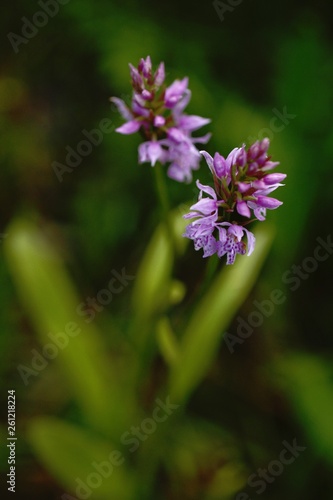 Orchid sp. - Dactylorhiza sp. grow in forest with natural background, wallpaper natural closeup macro, postcard beauty and agriculture idea concept floral design,Norway