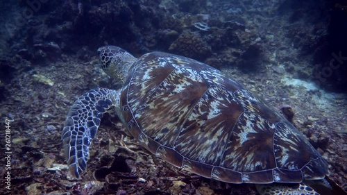 Turtle2A turtle is swimming in the ocean near Gili Island, Lombok in Indonesia