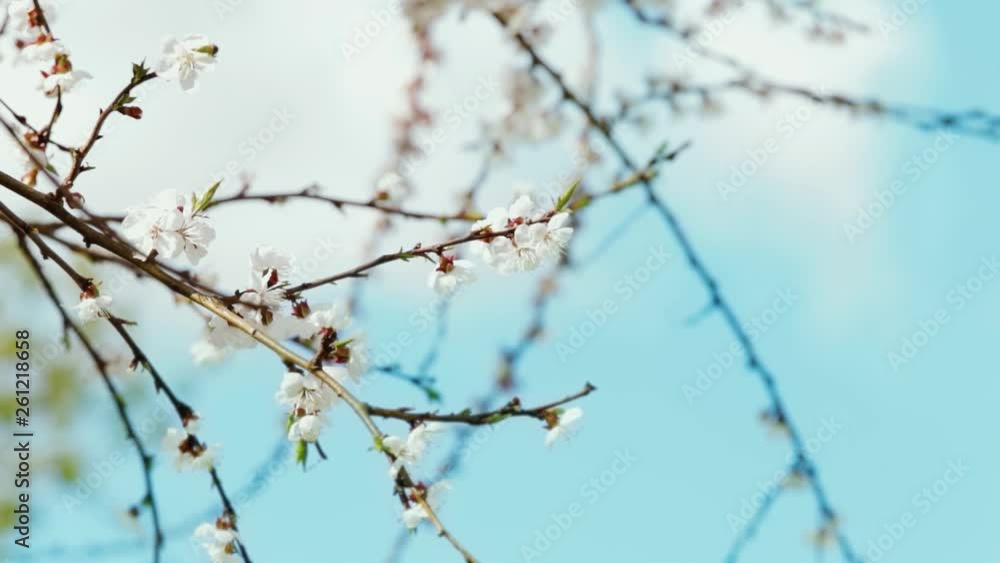 Beautiful blue and white spring nature background. Closeup view of cute sweet blooming branches of fruit tree isolated on clear blue sky background. Beautiful blue and white spring nature background. Closeup view of cute sweet blooming branches of fruit tree isolated on clear blue sky background.