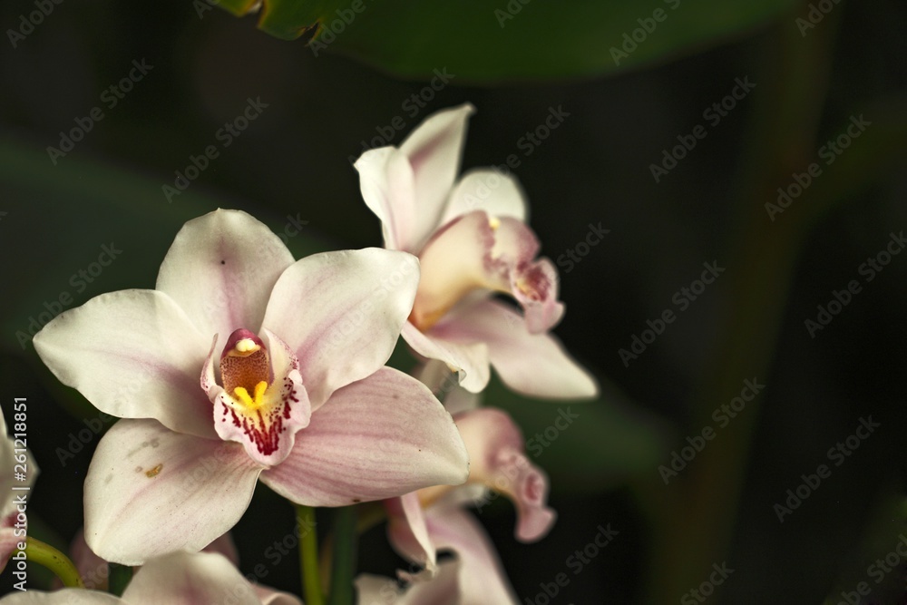 Beautiful orchid flower grow in tropical garden with natural background, wallpaper natural closeup macro, postcard beauty and agriculture idea concept floral design, beautiful flower bloom Beautiful orchid flower grow in tropical garden with natural background, wallpaper natural closeup macro, postcard beauty and agriculture idea concept floral design, beautiful flower bloom