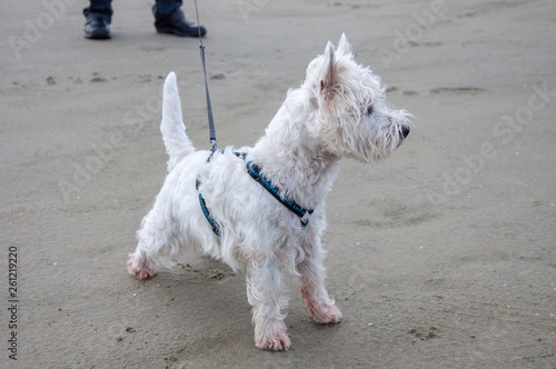 West Highland White terrier is having fun on the beach