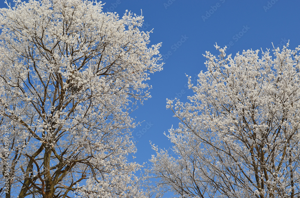 tree branches covered with hoarfrost against a blue sky 2 tree branches covered with hoarfrost against a blue sky 2