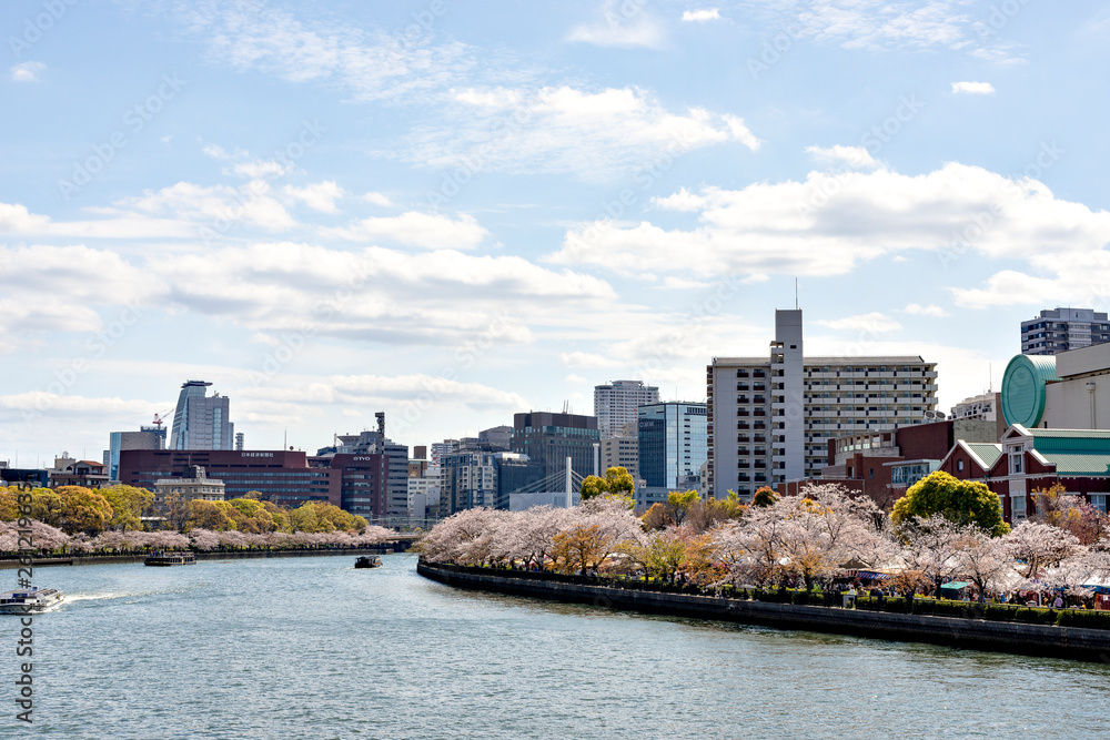 Full blooming of cherry blossoms along Okawa river in Osaka, Japan